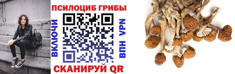 Галлюциногенные грибы Psilocybine cubensis Змеиногорск